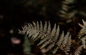 shallow focus of fern plant