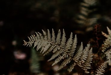 shallow focus of fern plant