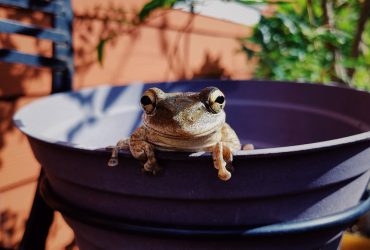 Pourquoi j'ai des grenouilles dans mon jardin ?